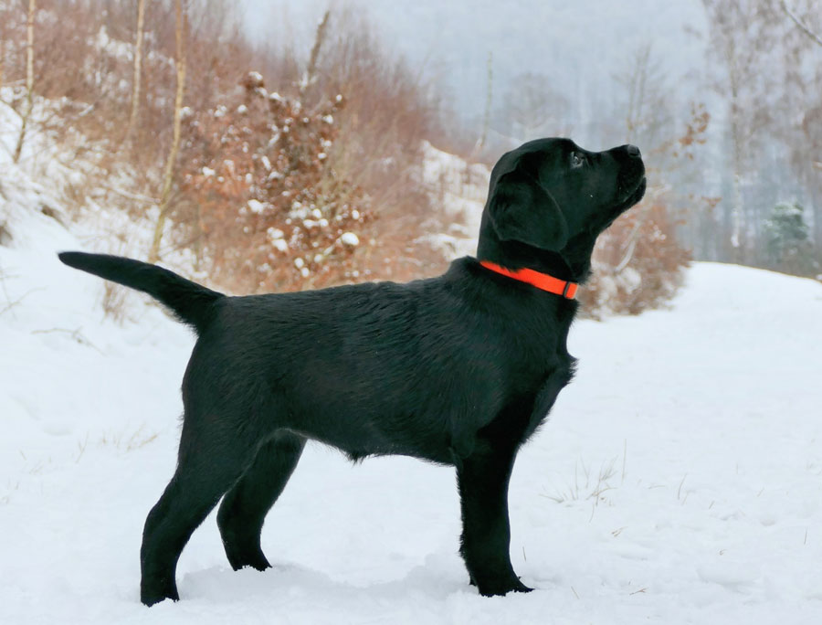 Labrador-Retriever vom Oderhang - Claudia Baum - Bad Lauterberg