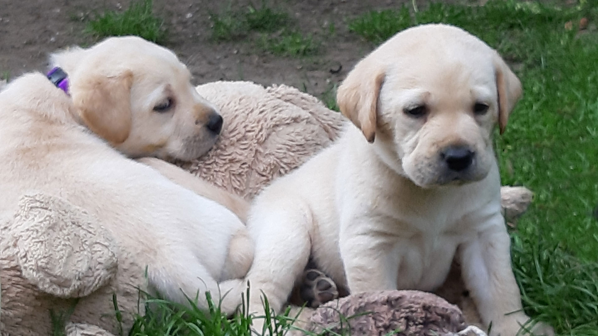 Labrador-Retriever vom Oderhang - Claudia Baum - Bad Lauterberg